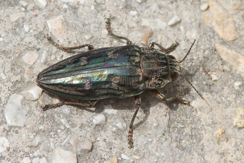Chalcophora mariana.jpg